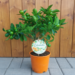 Mandarínka (Citrus × microcarpa) ´CALAMONDIN´ – výška 20–30 cm, kont. C2L – MINI KMIENOK